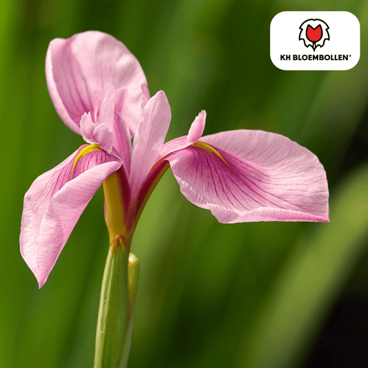 Iris (25 stuks) – diep en krachtig - Happy City Plants