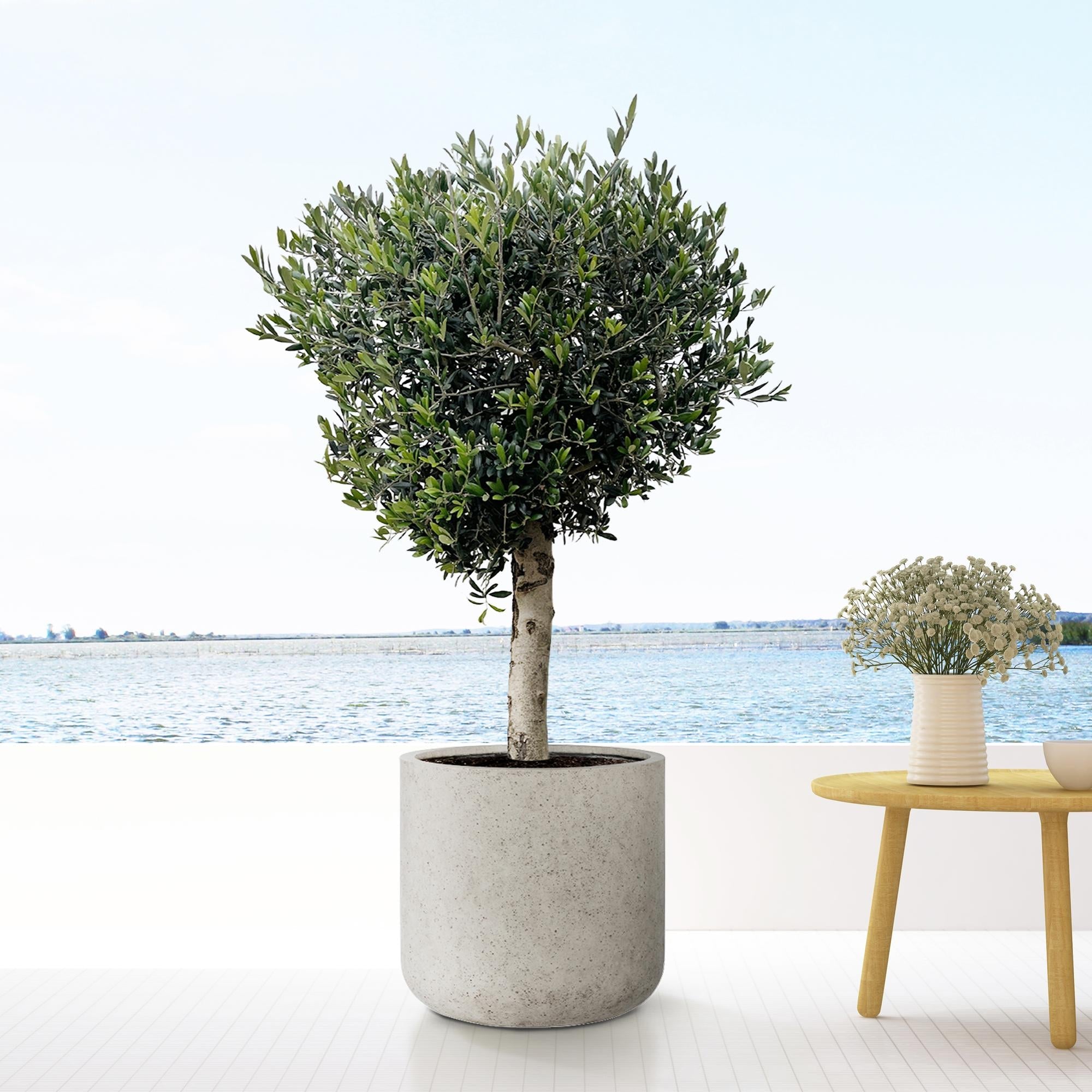 Jumbo Charlie Beige Washed - XXS - D53 x H52 - Happy City Plants
