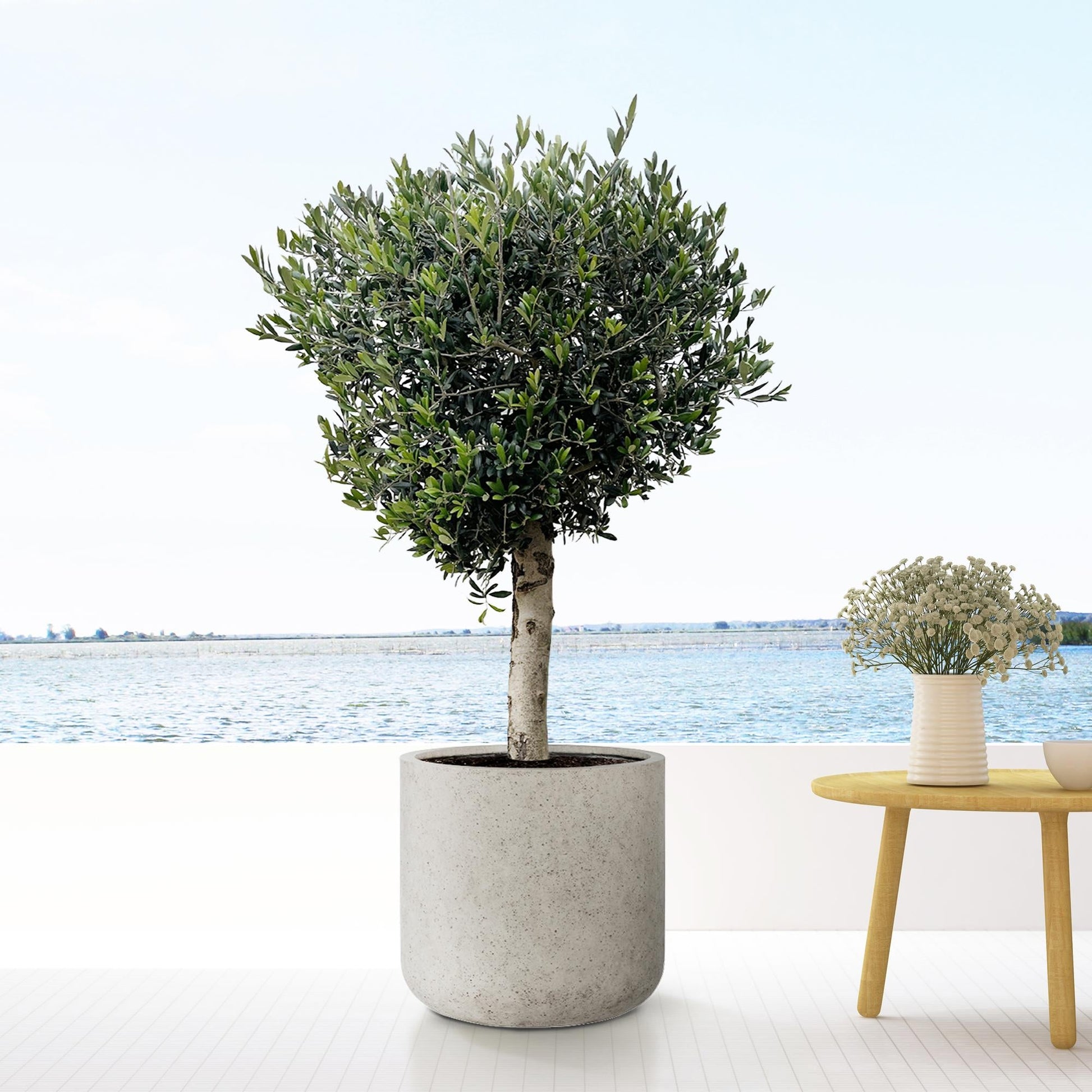 Jumbo Charlie Beige Washed - XXS - D53 x H52 - Happy City Plants