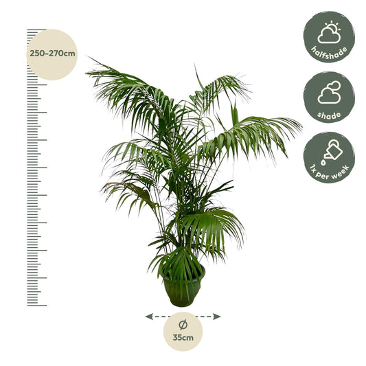 Kentia Palm XXL - 260cm - ø35 - Happy City Plants