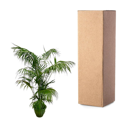 Kentia Palm XXL - 260cm - ø35 - Happy City Plants