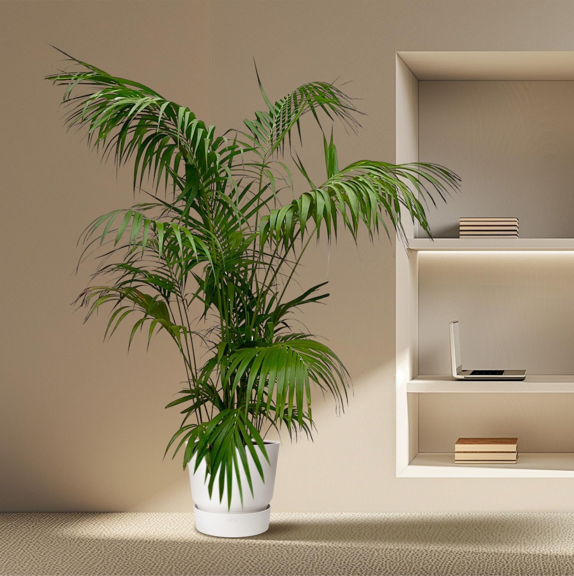 Kentia Palm XXL - 260cm - ø35 - Happy City Plants