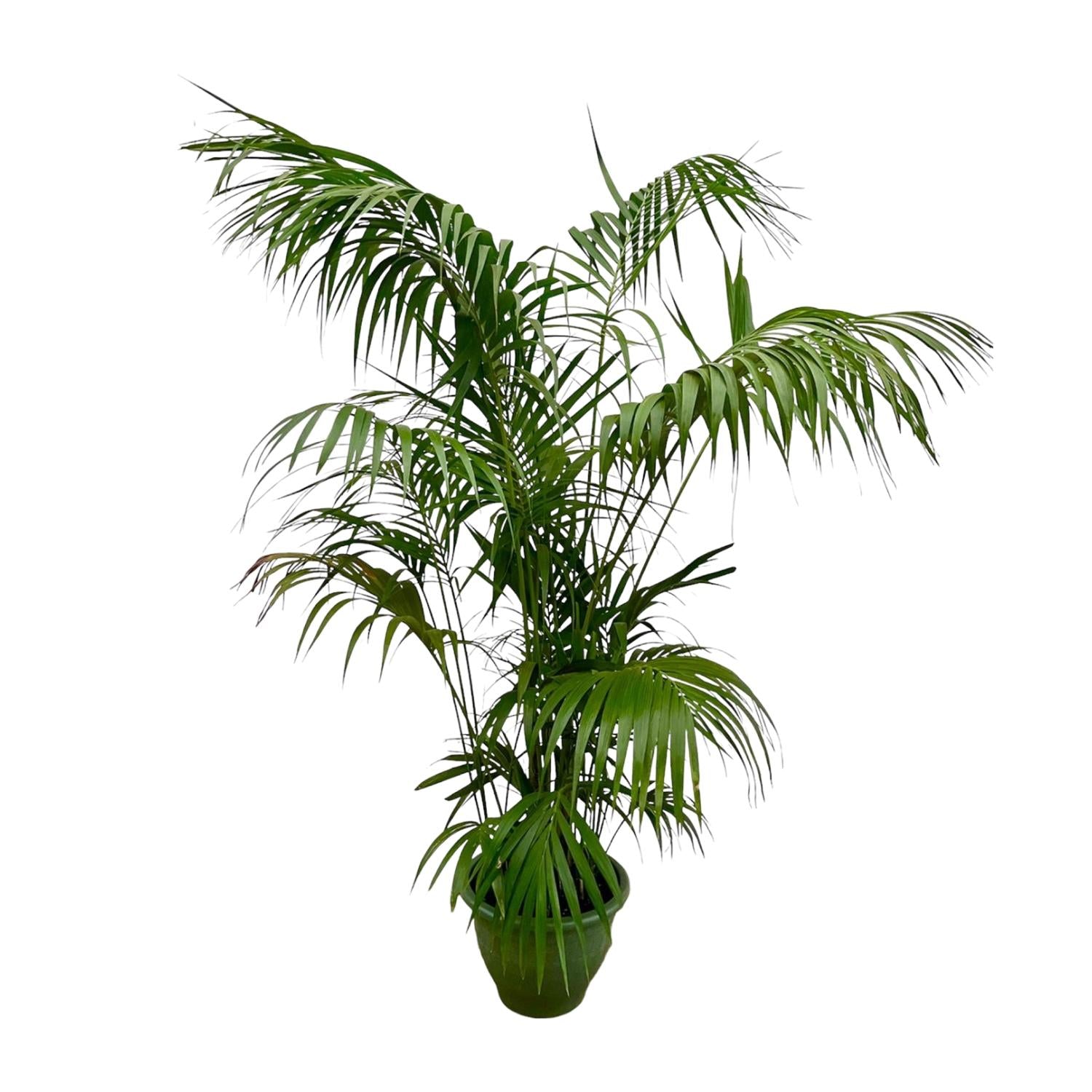 Kentia Palm XXL - 260cm - ø35 - Happy City Plants