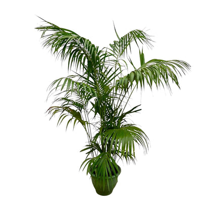 Kentia Palm XXL - 260cm - ø35 - Happy City Plants