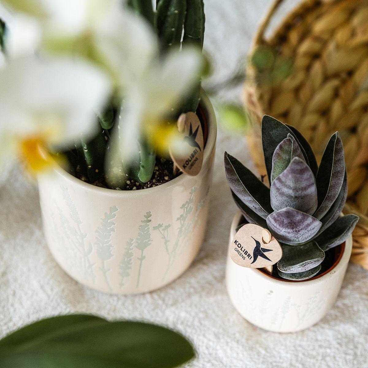 Kolibri Home | Floral bloempot - Light Blue - 6cm - Happy City Plants
