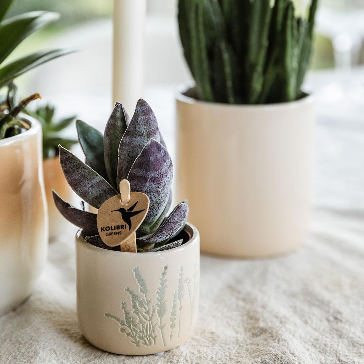 Kolibri Home | Floral bloempot - Light Blue - 6cm - Happy City Plants
