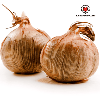 Krokus (30 stuks) – eerste voorjaarskleur - Happy City Plants