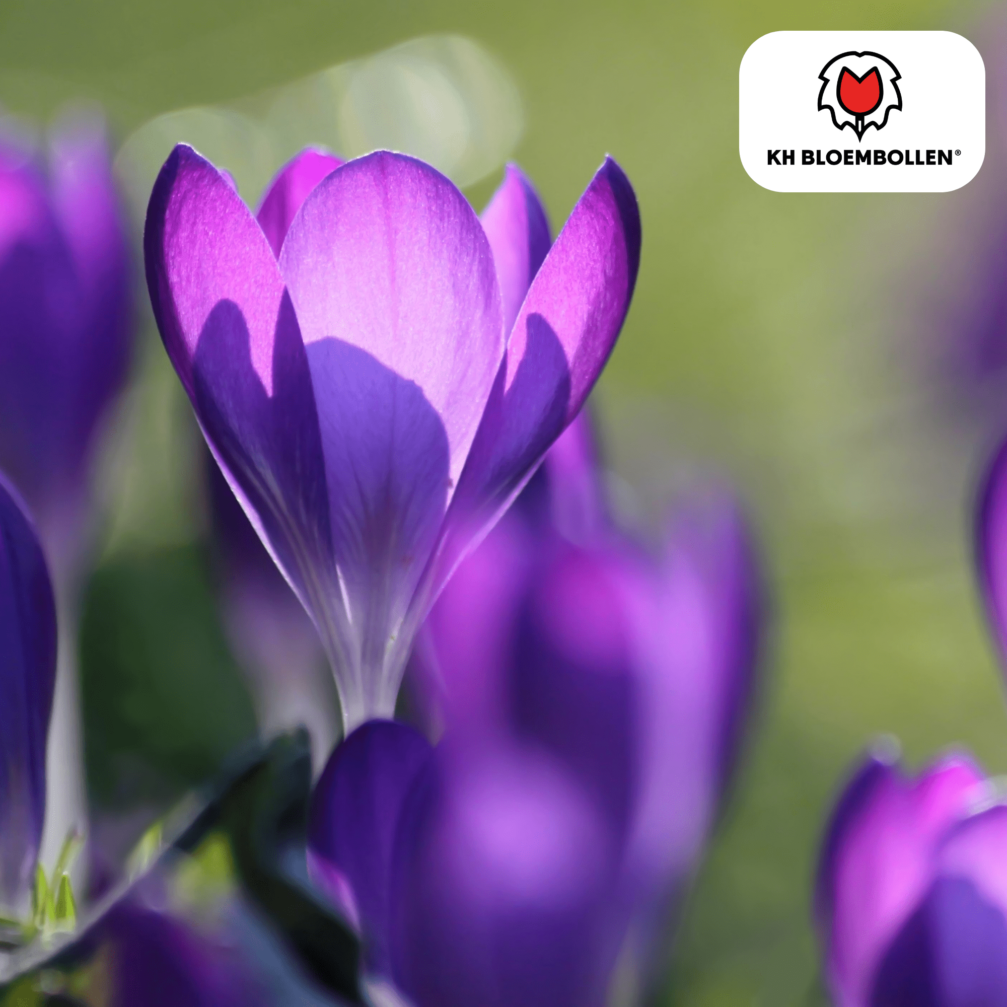 Krokus (30 stuks) – eerste voorjaarskleur - Happy City Plants