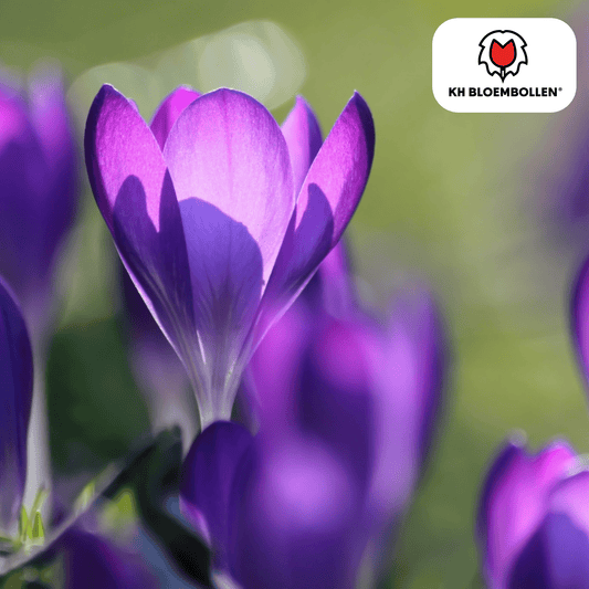 Krokus (30 stuks) – eerste voorjaarskleur - Happy City Plants