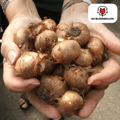 Krokus (30 stuks) – eerste voorjaarskleur - Happy City Plants