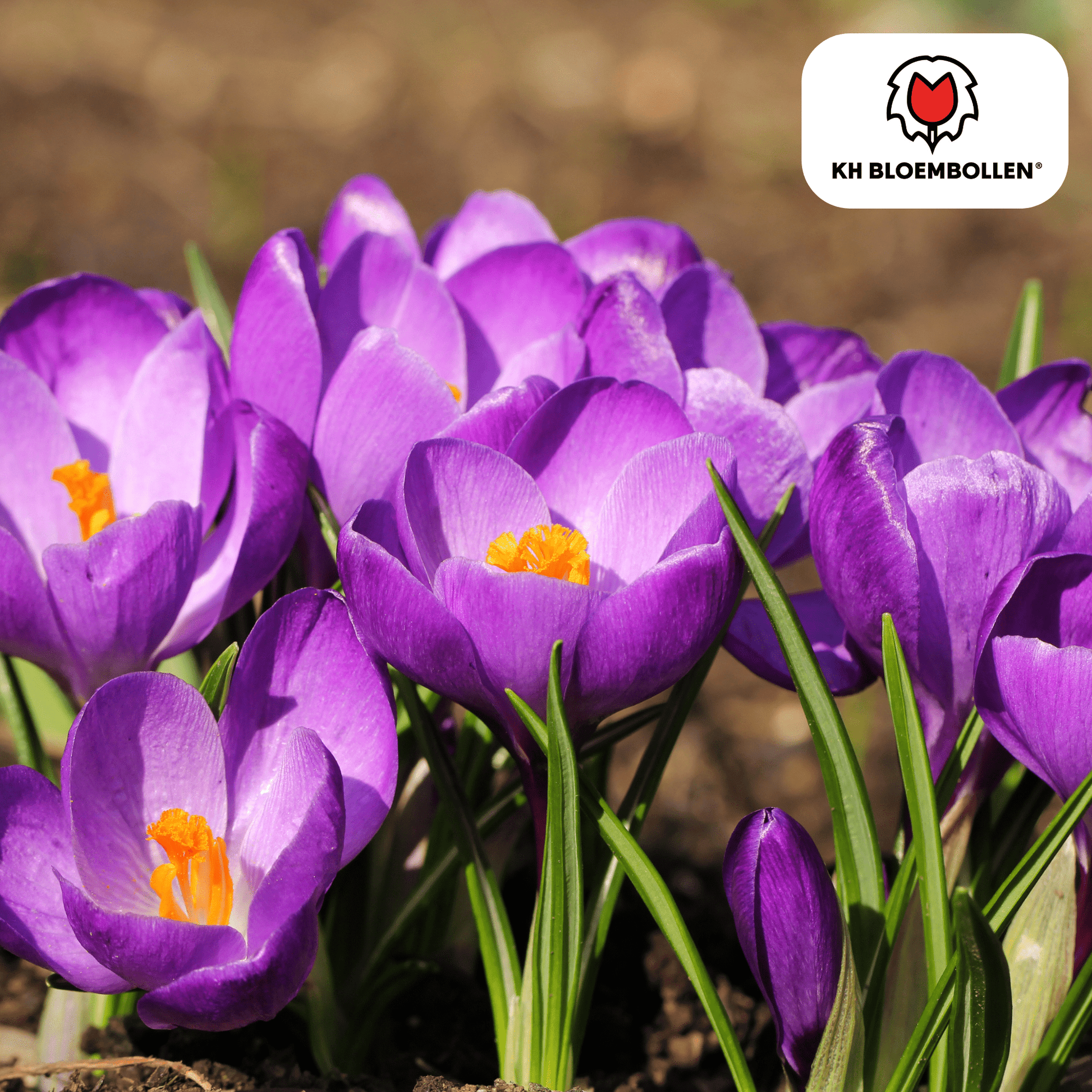 Krokus (30 stuks) – eerste voorjaarskleur - Happy City Plants