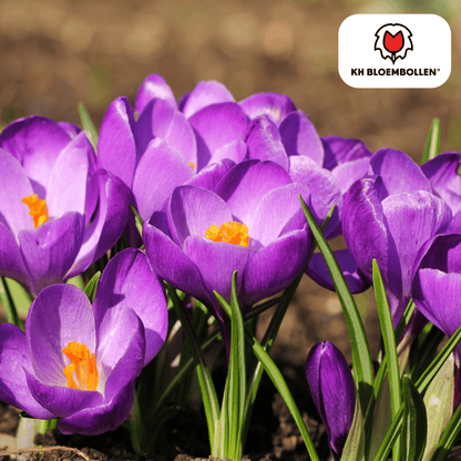 Krokus (30 stuks) – eerste voorjaarskleur - Happy City Plants