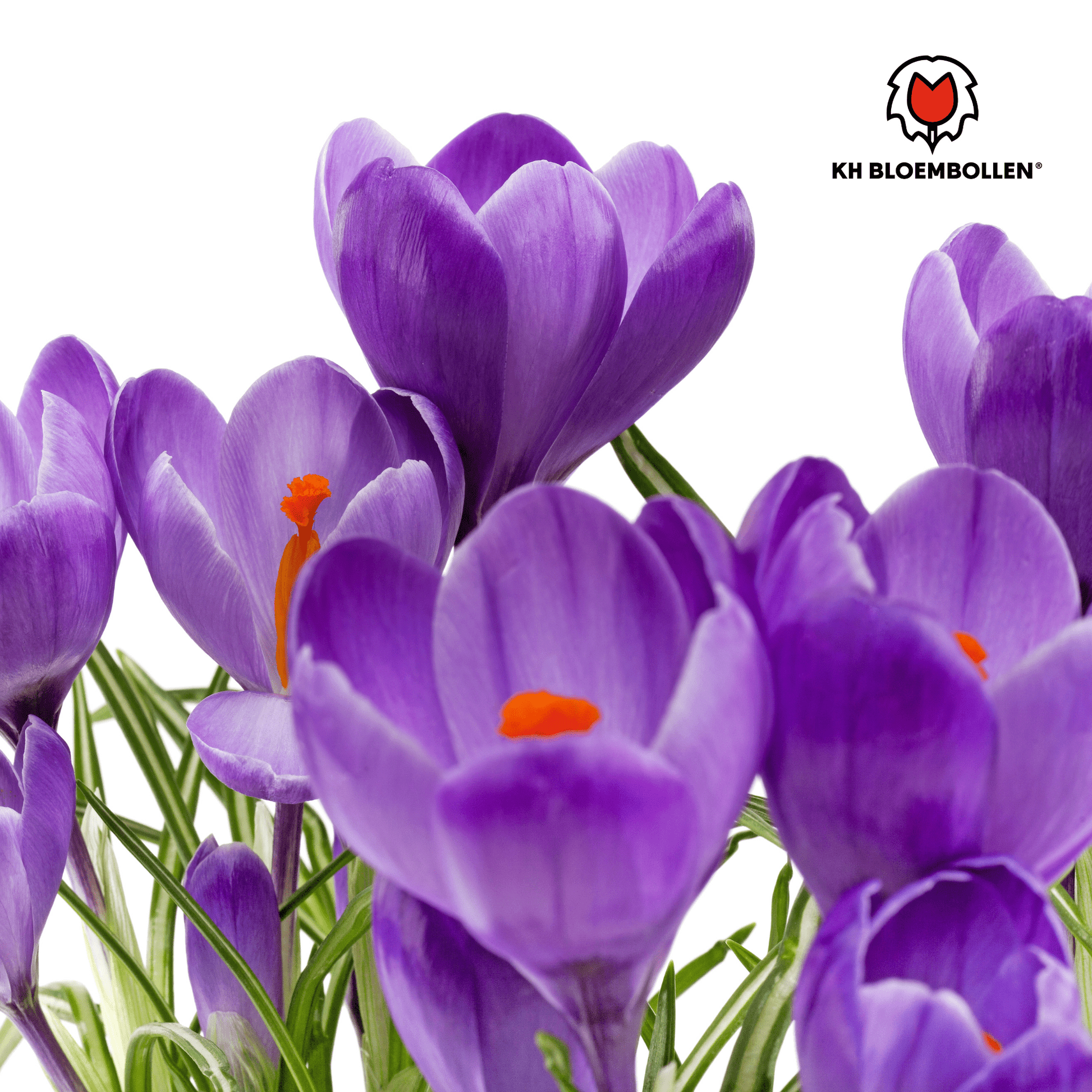 Krokus (30 stuks) – eerste voorjaarskleur - Happy City Plants