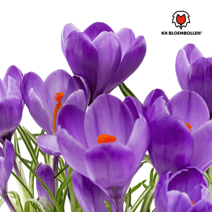 Krokus (30 stuks) – eerste voorjaarskleur - Happy City Plants