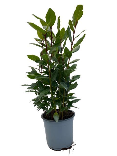 Laurus Nobilis - Ø14cm - ↕35cm - Happy City Plants