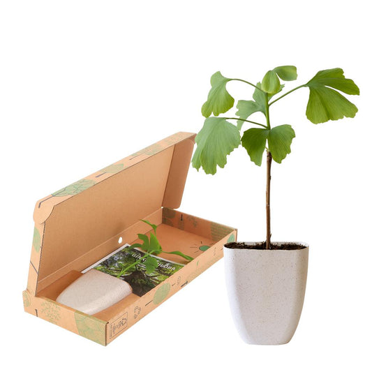Levensboom Ginkgo Biloba – Een tijdloos brievenbuscadeau 🌳✨ - Happy City Plants