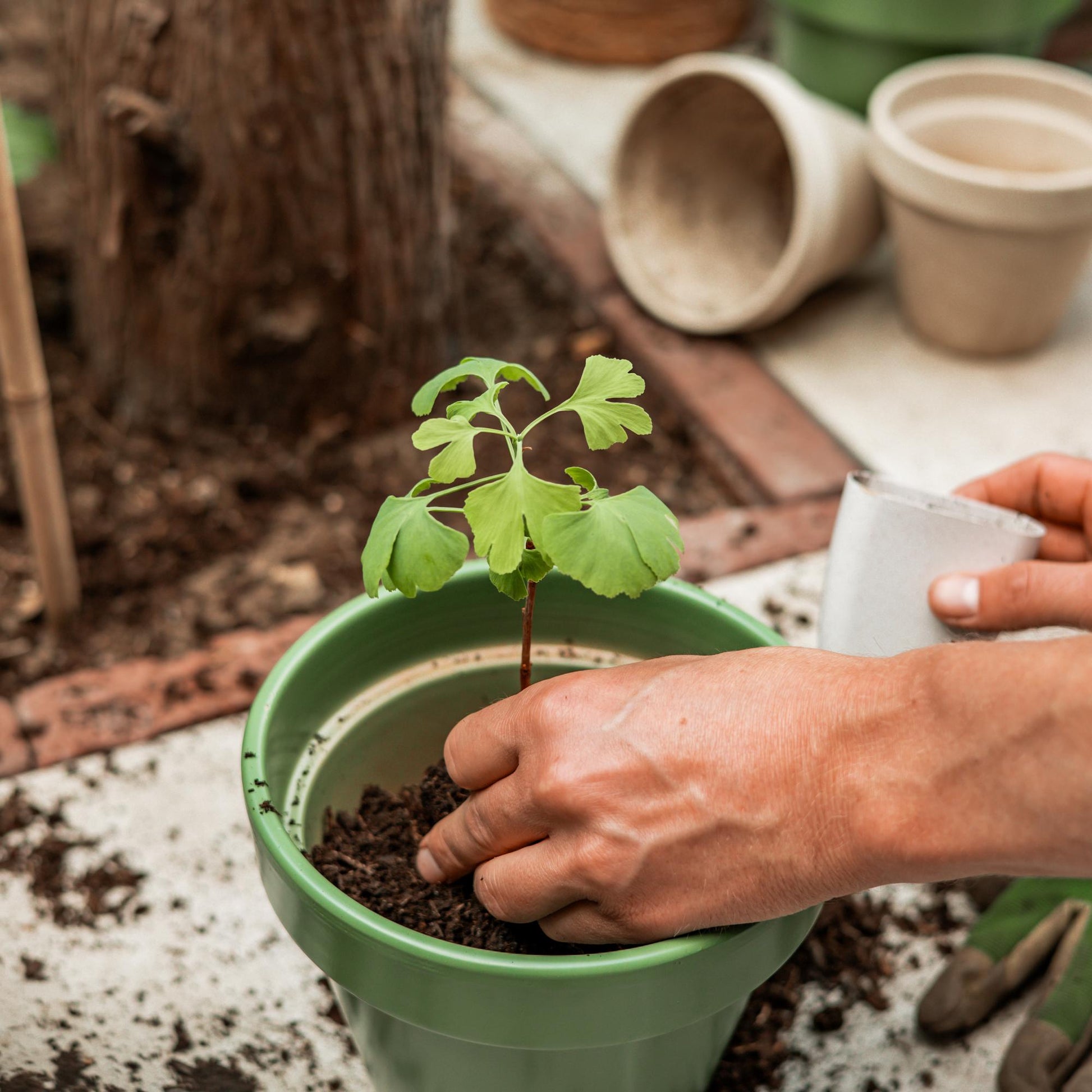 Levensboom Ginkgo Biloba – Een tijdloos brievenbuscadeau 🌳✨ - Happy City Plants