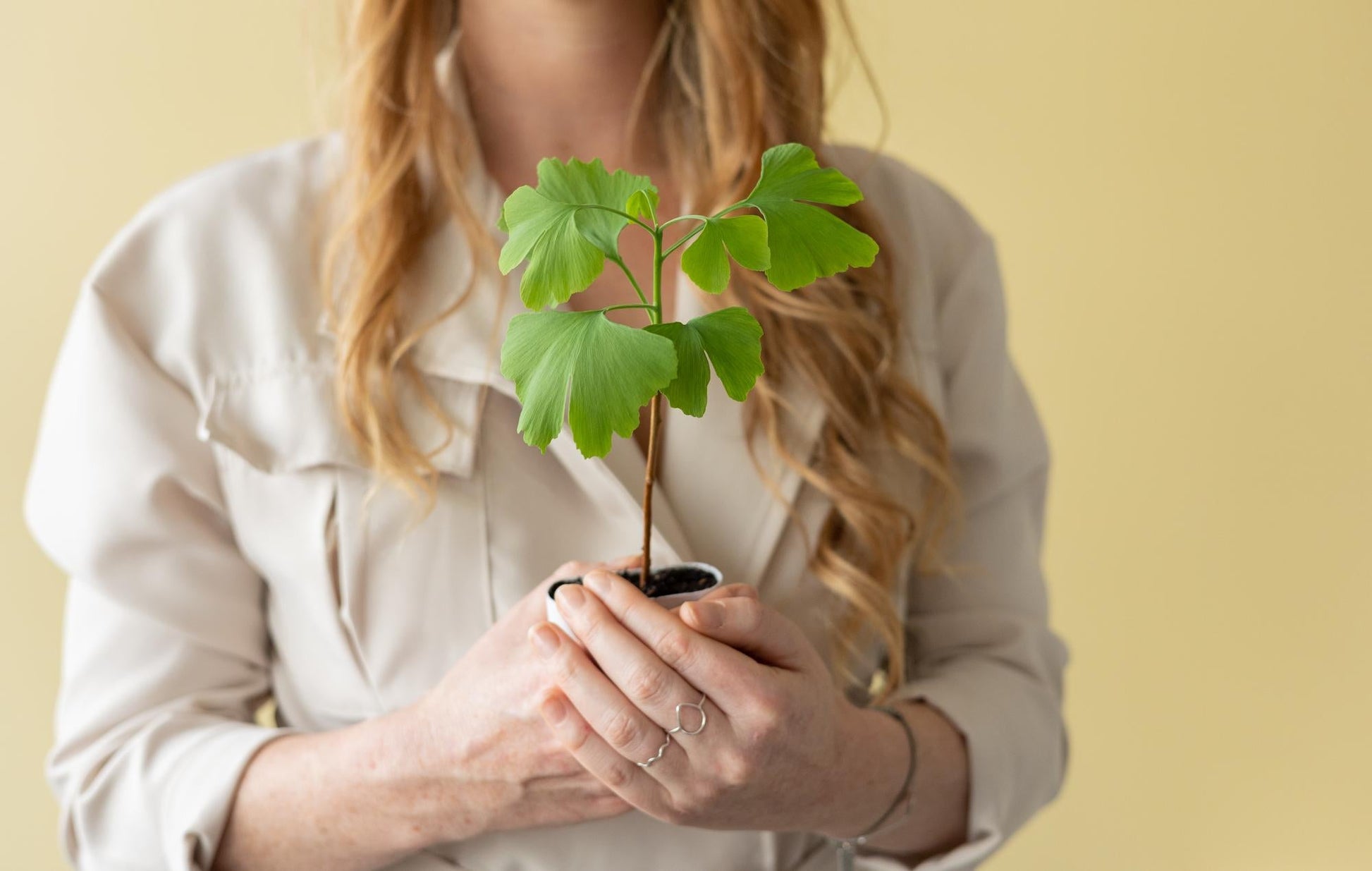 Levensboom Ginkgo Biloba – Een tijdloos brievenbuscadeau 🌳✨ - Happy City Plants