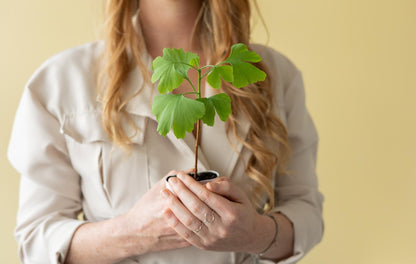 Levensboom Ginkgo Biloba – Een tijdloos brievenbuscadeau 🌳✨ - Happy City Plants
