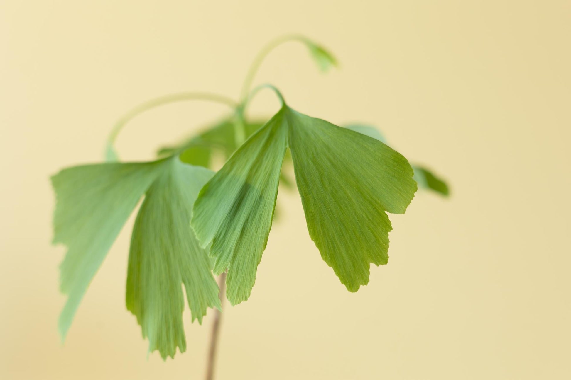 Levensboom Ginkgo Biloba – Een tijdloos brievenbuscadeau 🌳✨ - Happy City Plants