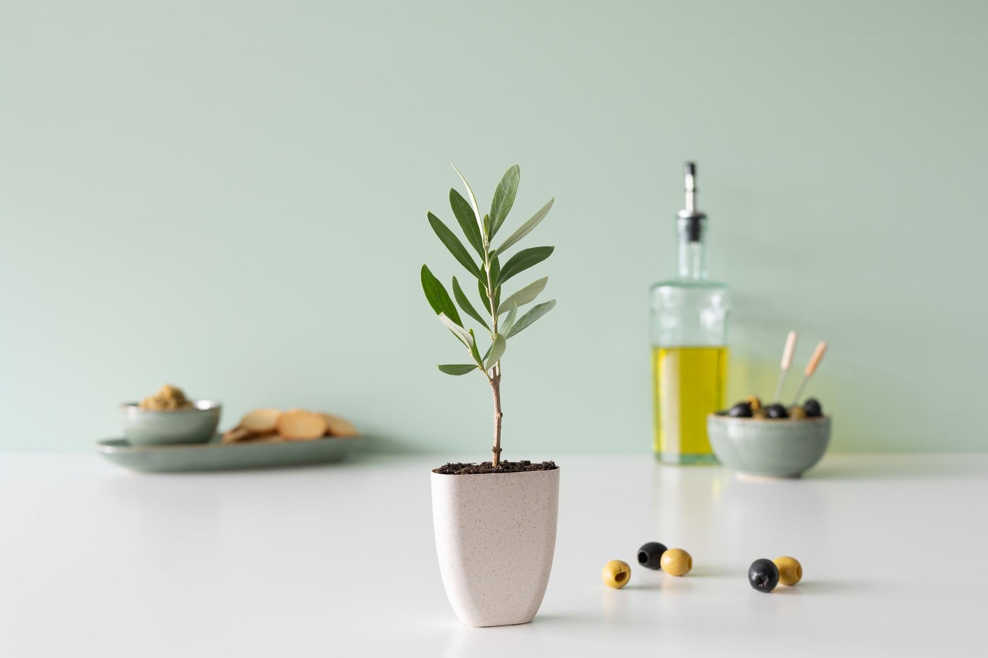 Mini Olijfboom in brievenbusdoosje met info boekje - Happy City Plants