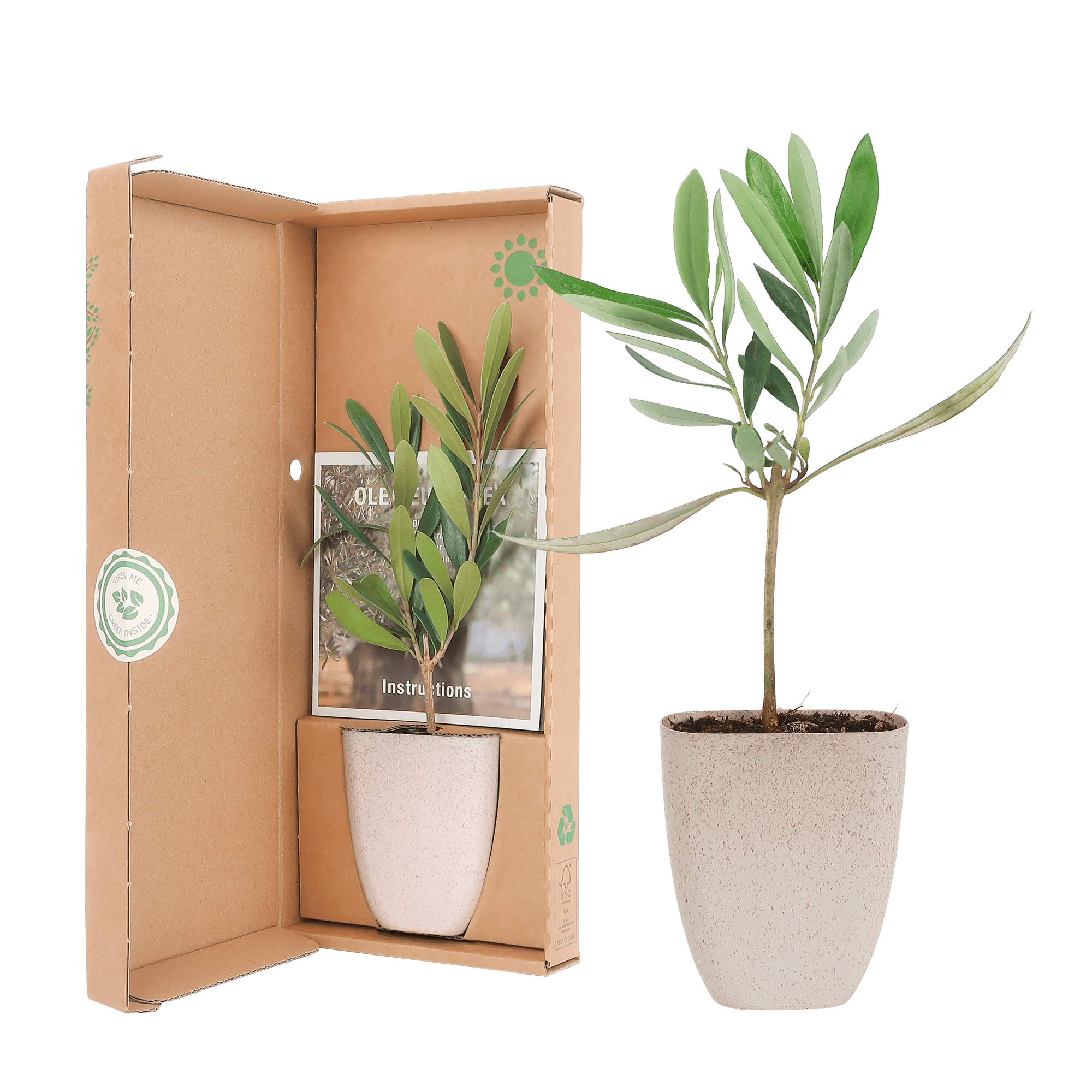 Mini Olijfboom in brievenbusdoosje met info boekje - Happy City Plants