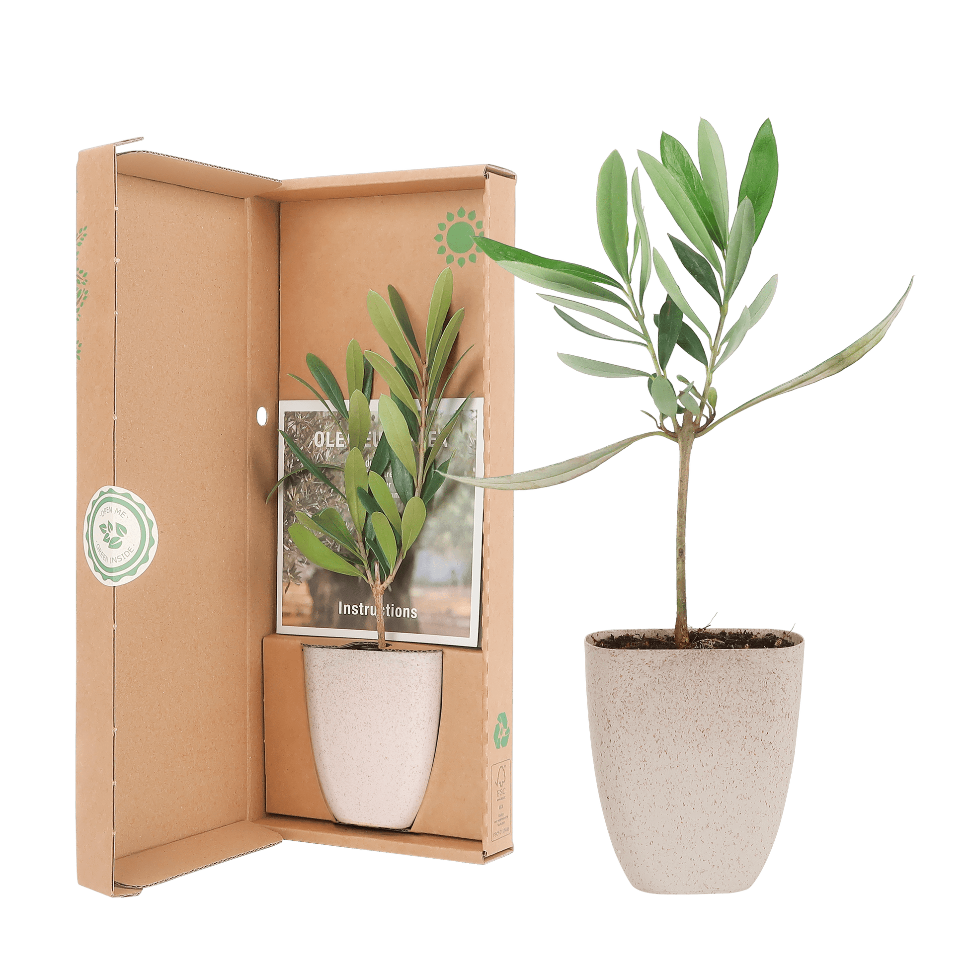 Mini Olijfboom in brievenbusdoosje met info boekje - Happy City Plants