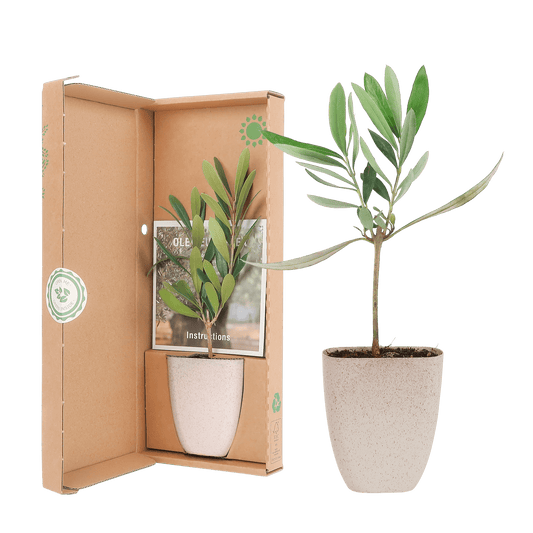 Mini Olijfboom in brievenbusdoosje met info boekje - Happy City Plants