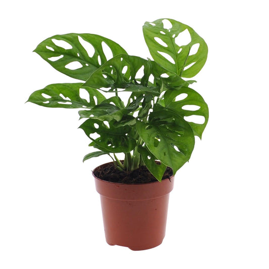 Monstera Monkey Leaf (Gatenplant) - Ø12cm - ↕30cm - Happy City Plants