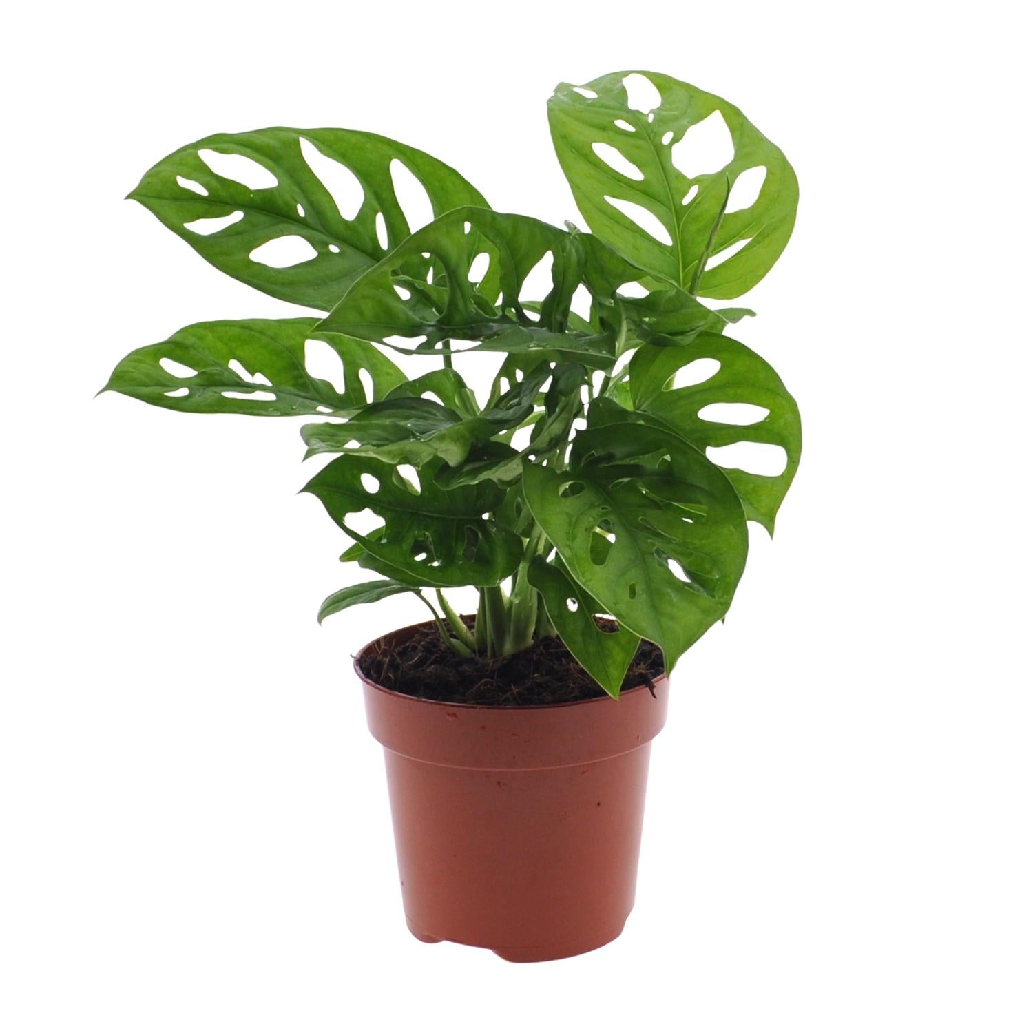 Monstera Monkey Leaf (Gatenplant) - Ø12cm - ↕30cm - Happy City Plants