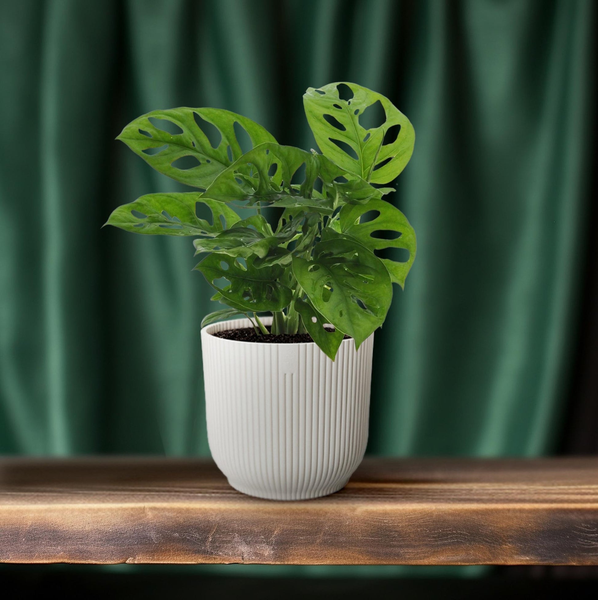 Monstera Monkey Leaf (Gatenplant) - Ø12cm - ↕30cm - Happy City Plants