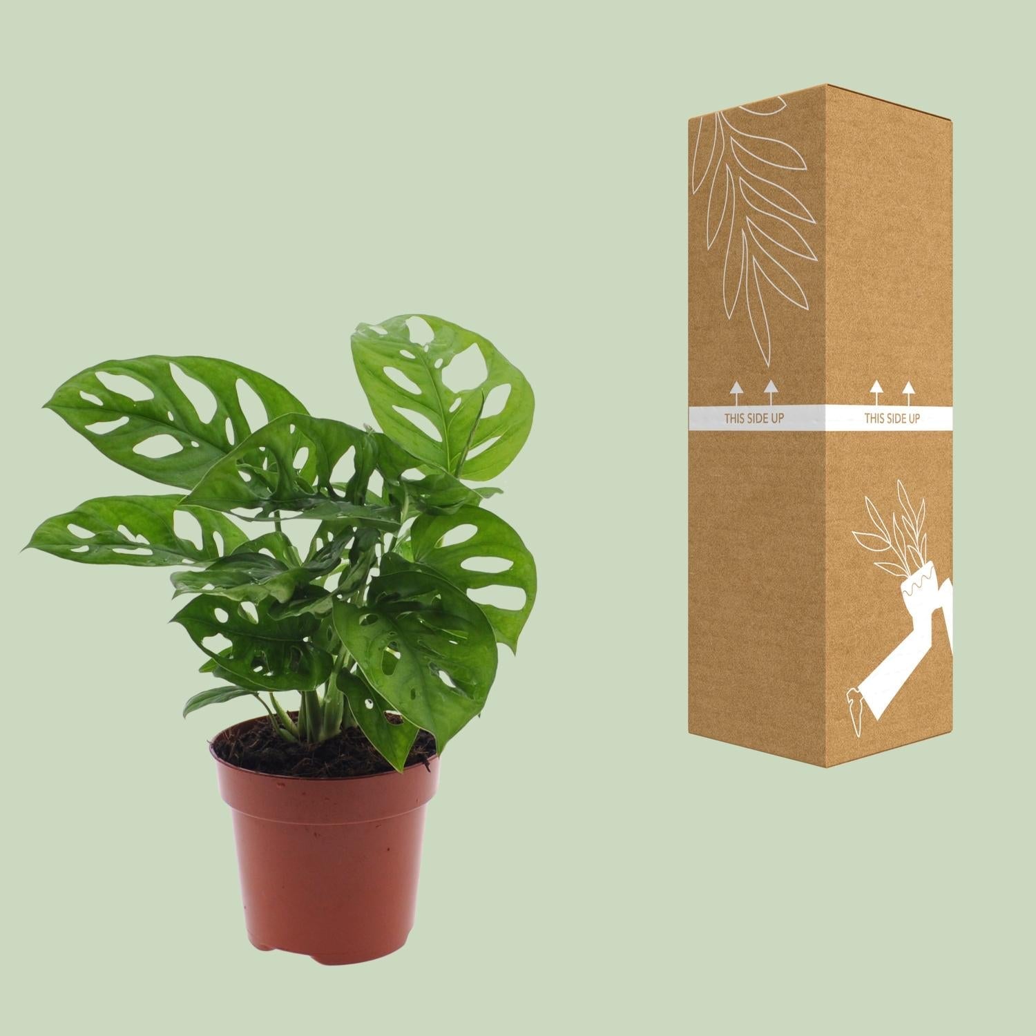 Monstera Monkey Leaf (Gatenplant) - Ø12cm - ↕30cm - Happy City Plants