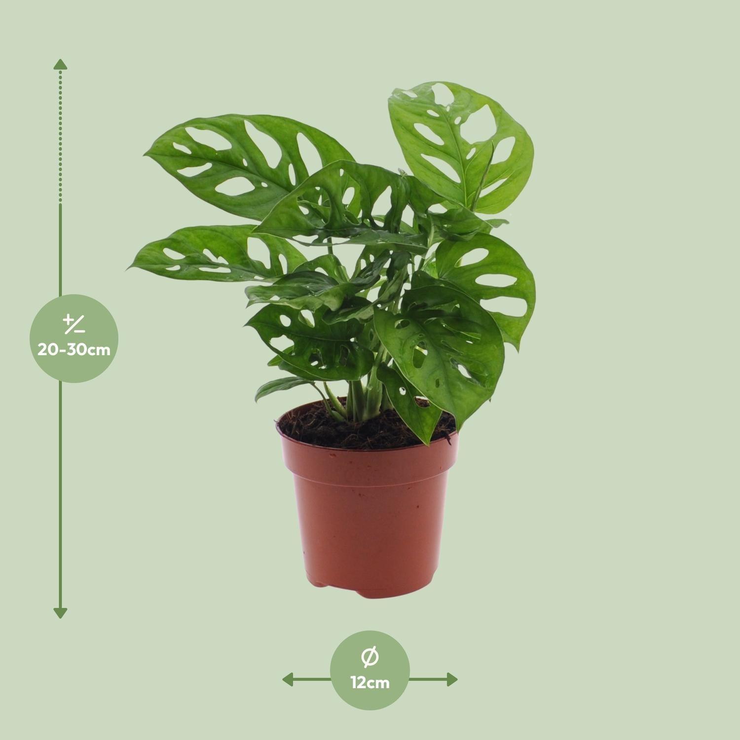 Monstera Monkey Leaf (Gatenplant) - Ø12cm - ↕30cm - Happy City Plants