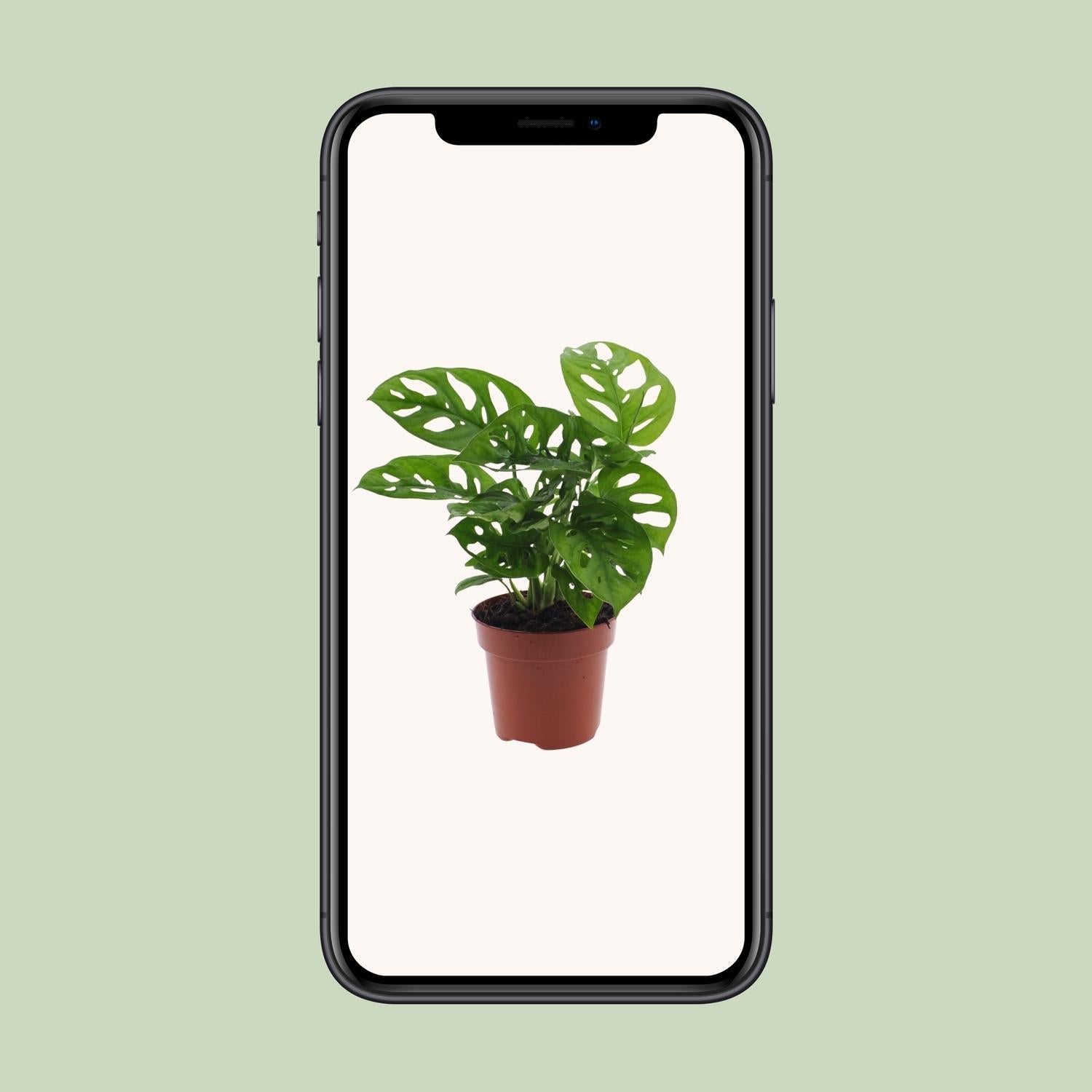 Monstera Monkey Leaf (Gatenplant) - Ø12cm - ↕30cm - Happy City Plants