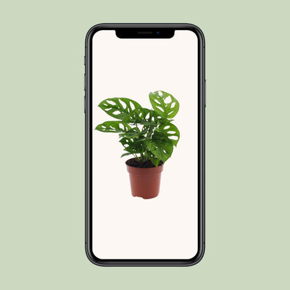 Monstera Monkey Leaf (Gatenplant) - Ø12cm - ↕30cm - Happy City Plants