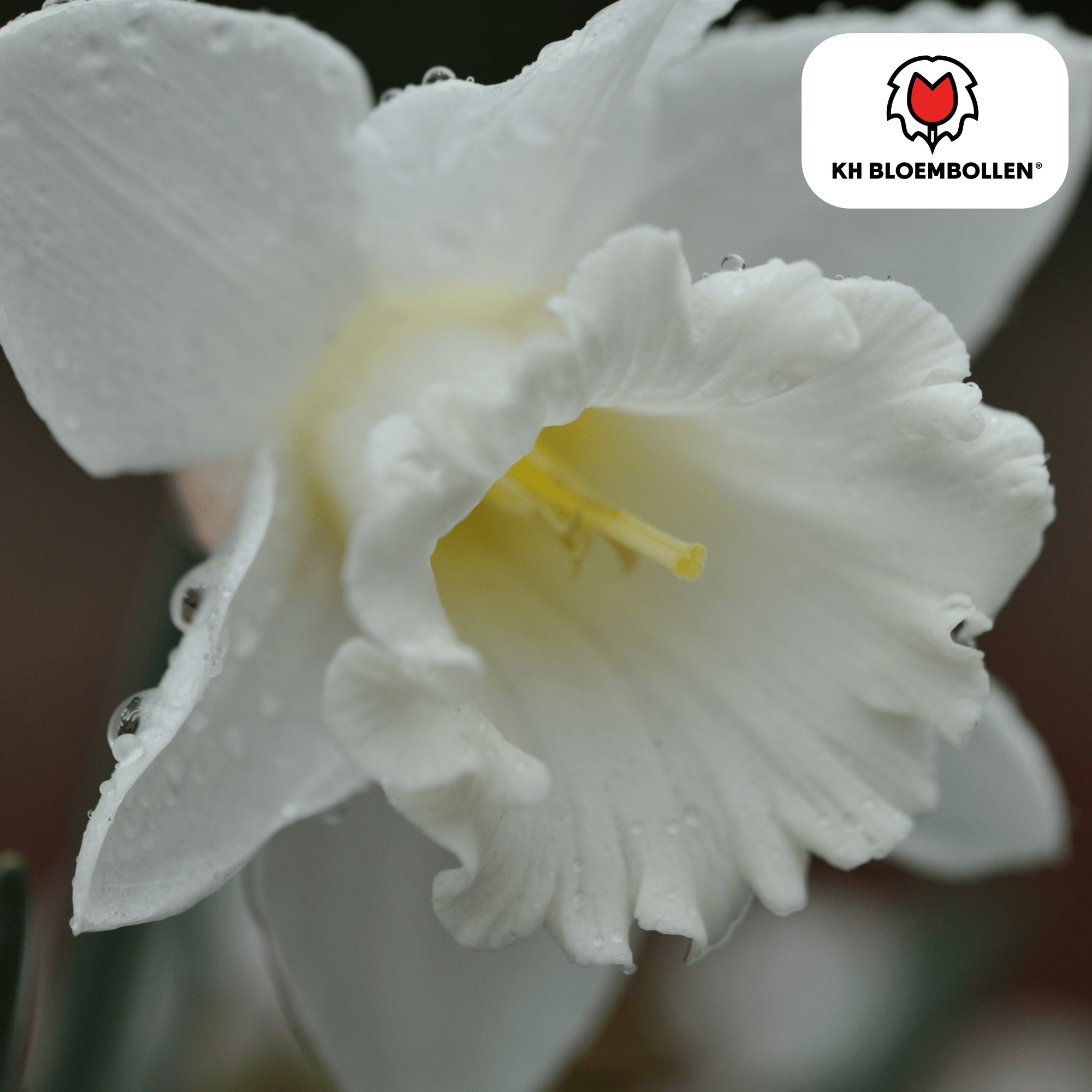 Narcis (20 stuks) – zonnig & betrouwbaar - Happy City Plants