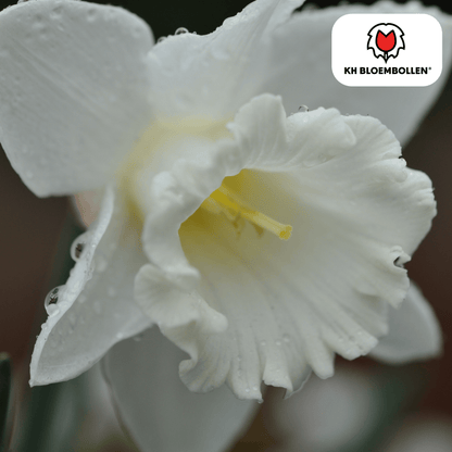 Narcis (20 stuks) – zonnig & betrouwbaar - Happy City Plants