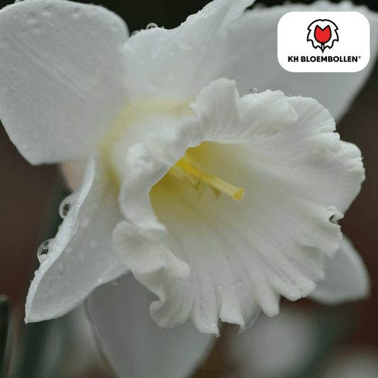 Narcis (20 stuks) – zonnig & betrouwbaar - Happy City Plants