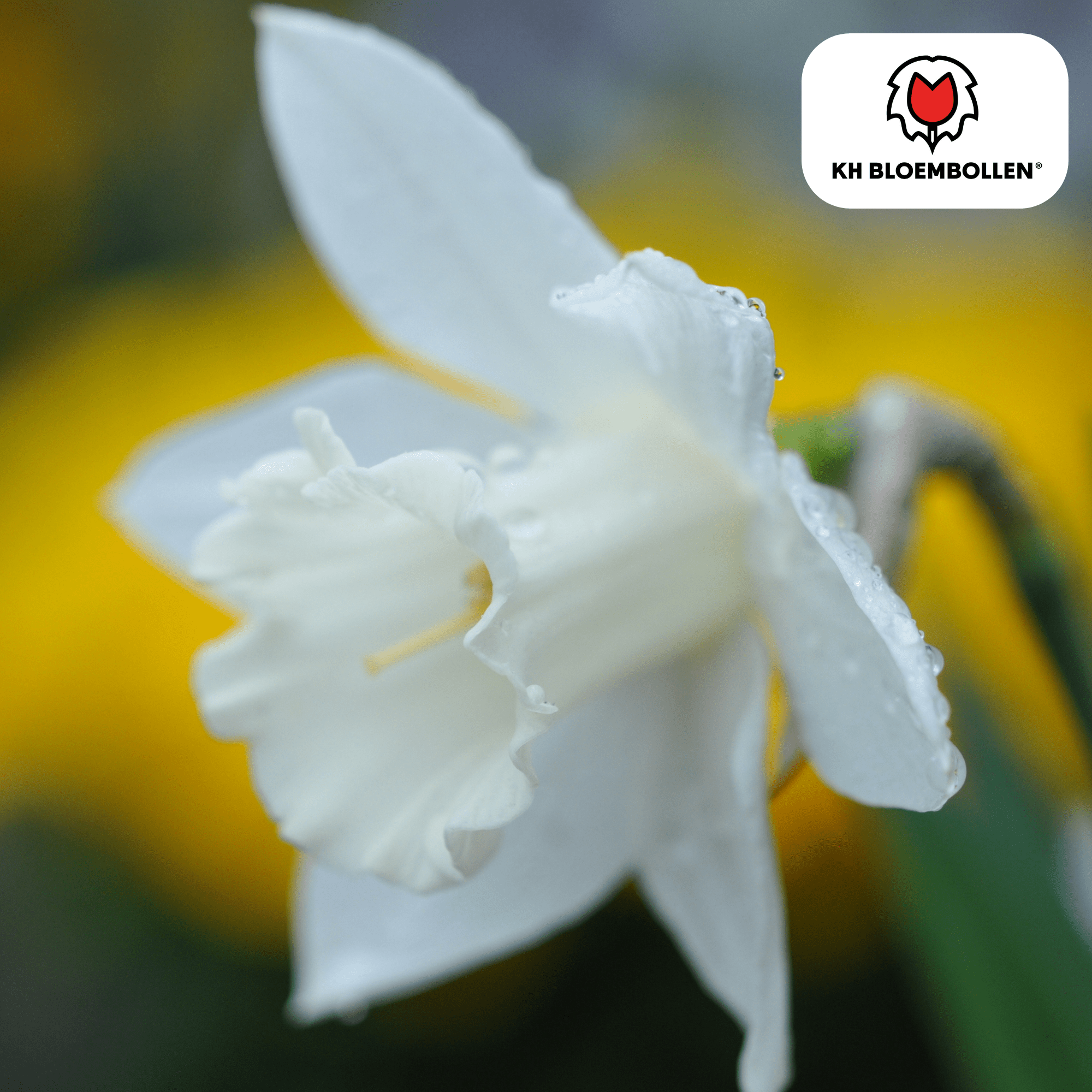 Narcis (20 stuks) – zonnig & betrouwbaar - Happy City Plants