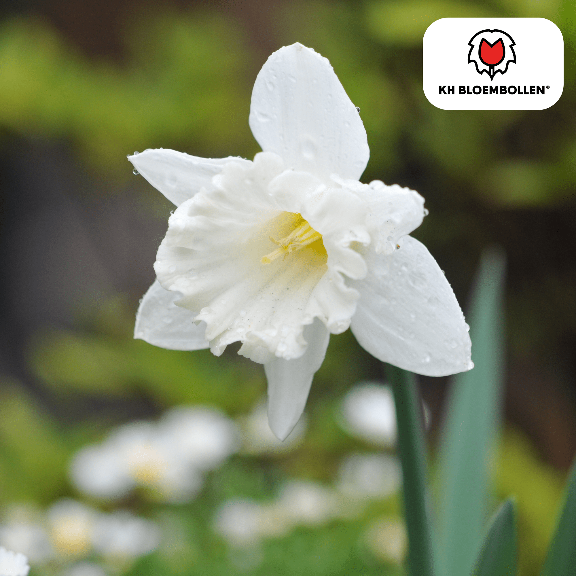 Narcis (20 stuks) – zonnig & betrouwbaar - Happy City Plants