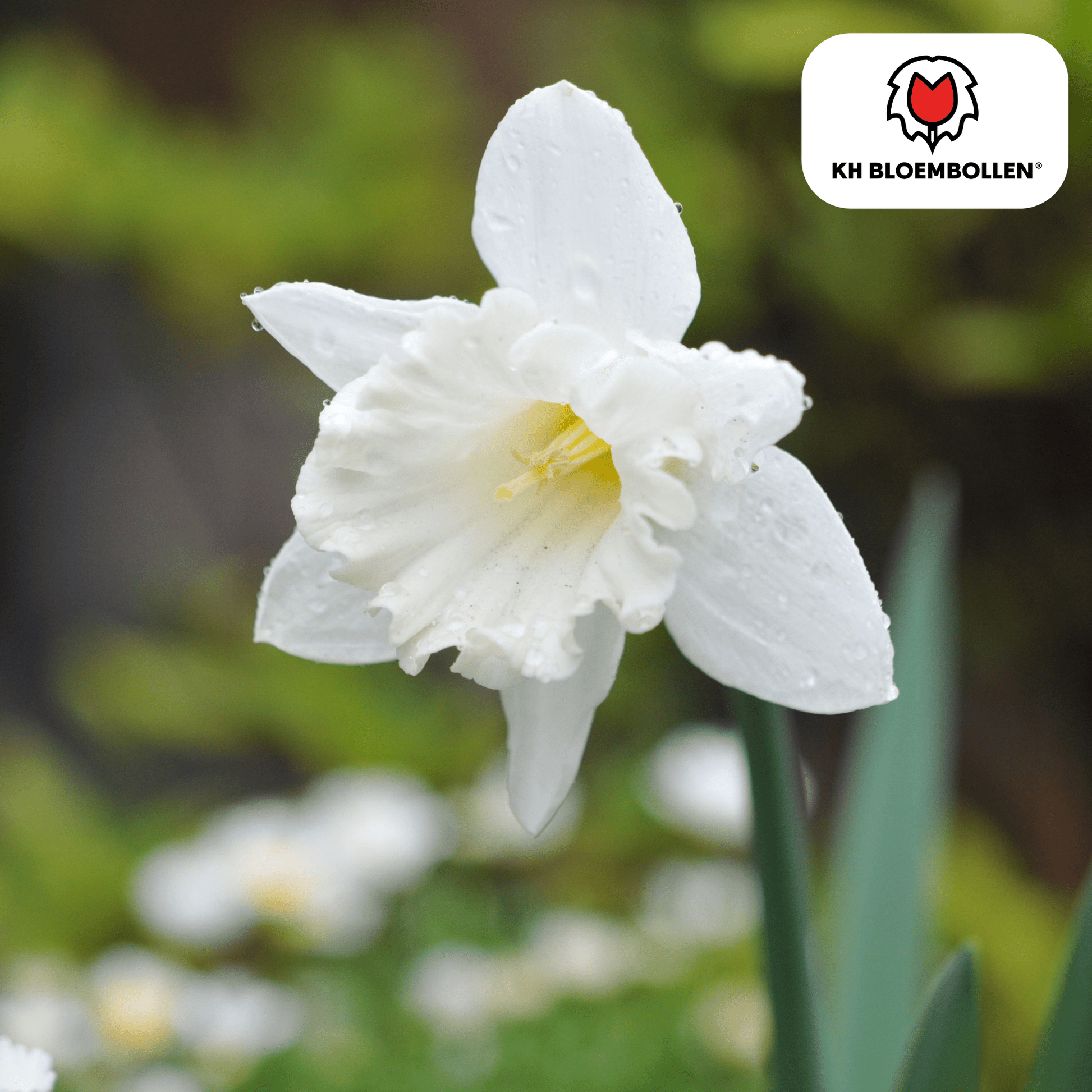 Narcis (20 stuks) – zonnig & betrouwbaar - Happy City Plants
