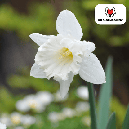 Narcis (20 stuks) – zonnig & betrouwbaar - Happy City Plants