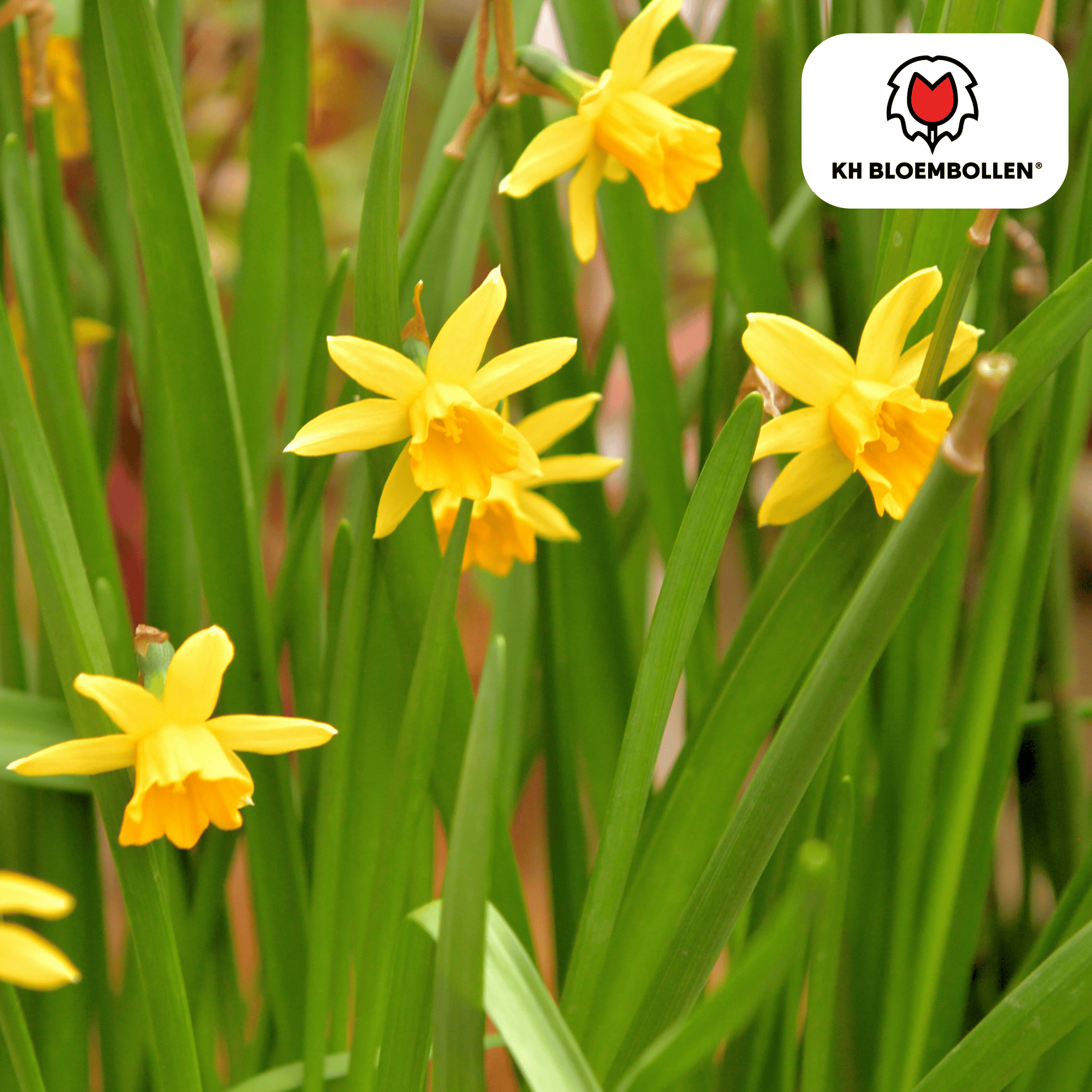 Narcis (25 stuks) – zonnig & betrouwbaar - Happy City Plants