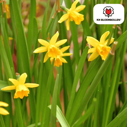 Narcis (25 stuks) – zonnig & betrouwbaar - Happy City Plants
