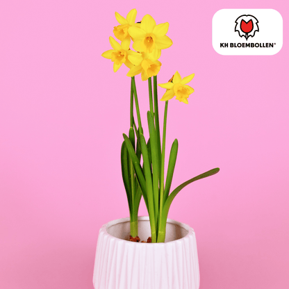 Narcis (25 stuks) – zonnig & betrouwbaar - Happy City Plants