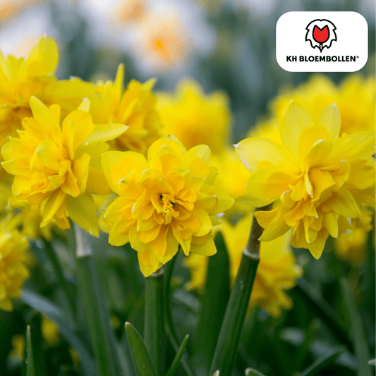 Narcis (25 stuks) – zonnig & betrouwbaar - Happy City Plants