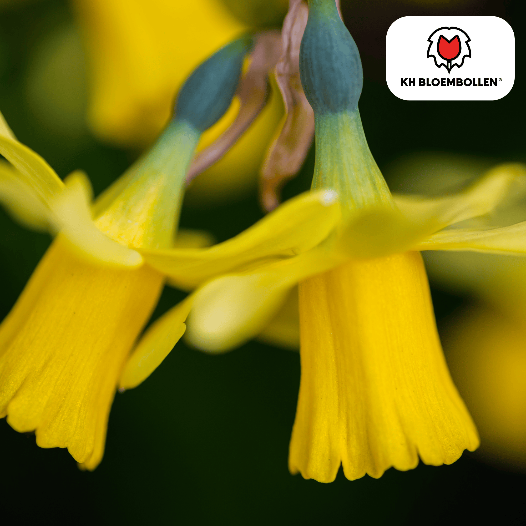 Narcis (25 stuks) – zonnig & betrouwbaar - Happy City Plants