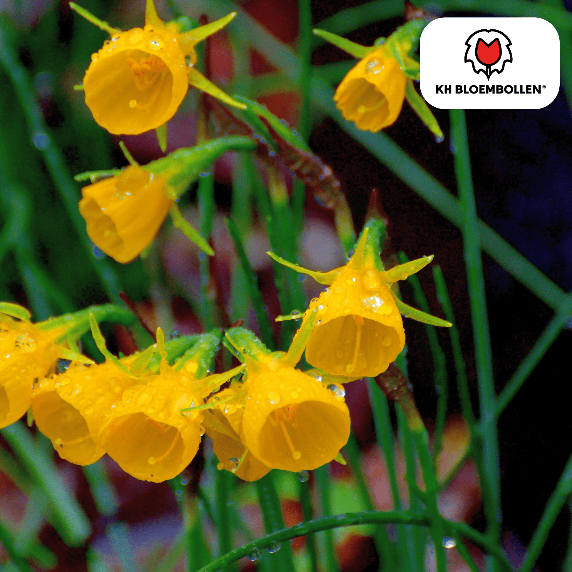 Narcis (25 stuks) – zonnig & betrouwbaar - Happy City Plants