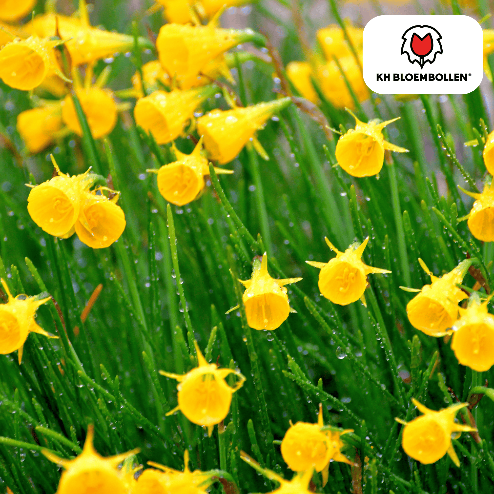 Narcis (25 stuks) – zonnig & betrouwbaar - Happy City Plants