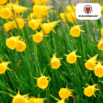 Narcis (25 stuks) – zonnig & betrouwbaar - Happy City Plants